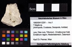 Foto (Objket + Etiketten) von ? Magila sp. 